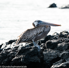 Galapagos-Tiere49.jpg